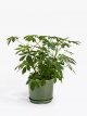 Contemporary Glazed Stoneware Planter, 19.5cm